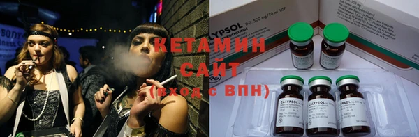 сатива Новозыбков