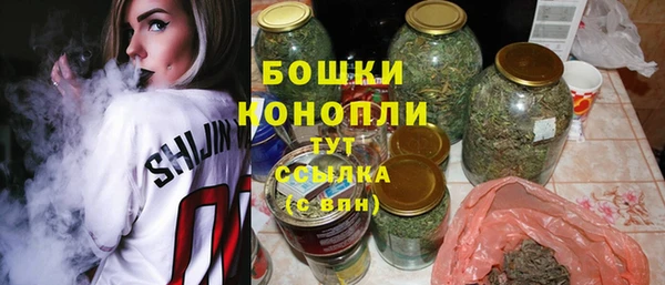 сатива Новозыбков
